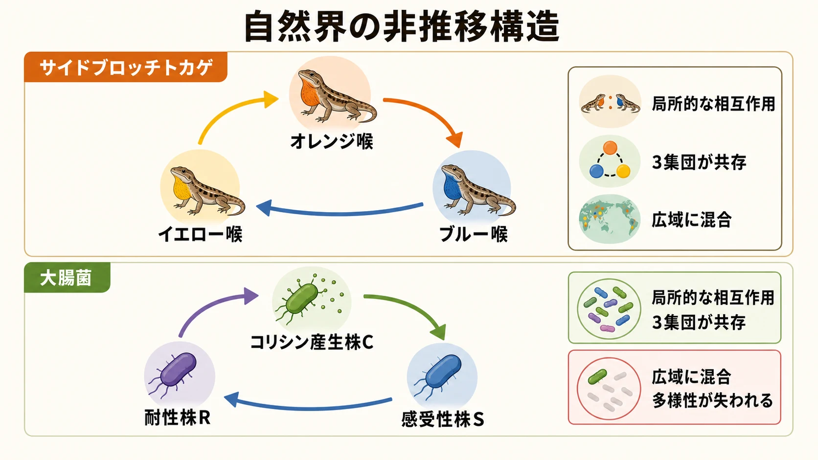 サイドブロッチトカゲと大腸菌の循環的な優劣、および大腸菌の共存を左右する相互作用範囲を示した概念図